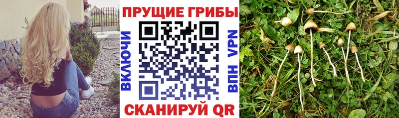blacksprut ONION  цены наркотик  Курчалой  Псилоцибиновые грибы Psilocybine cubensis 